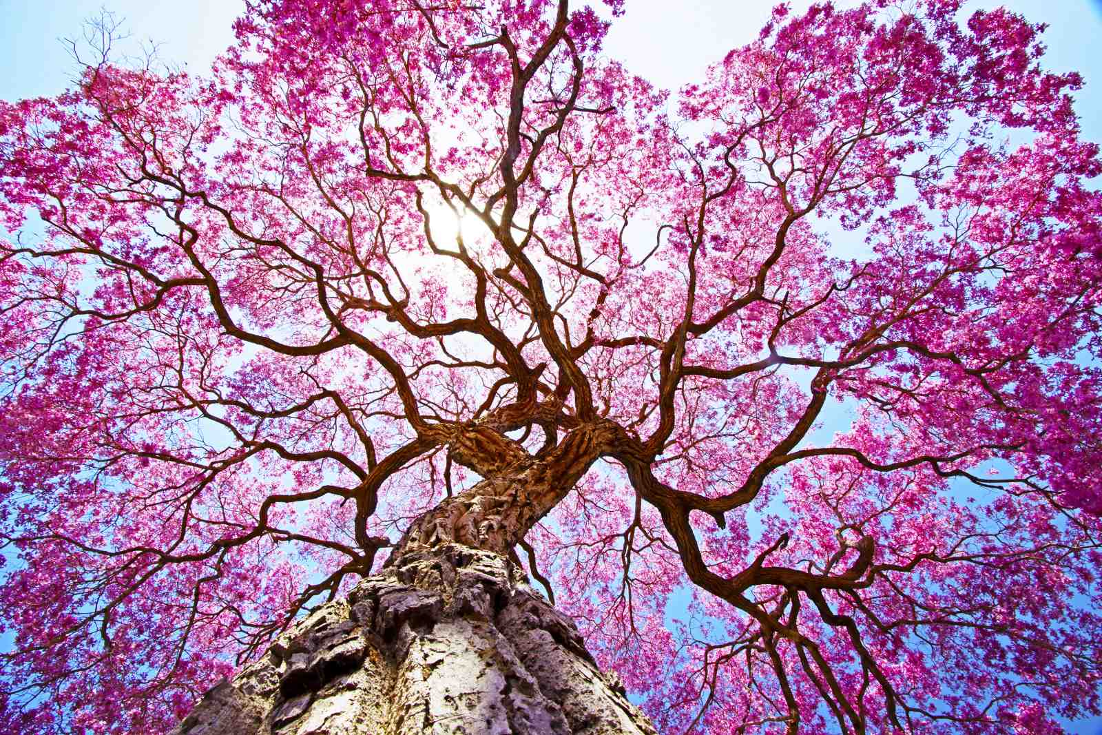Stunning Pink Cherry Blossom Tree Wall Art
