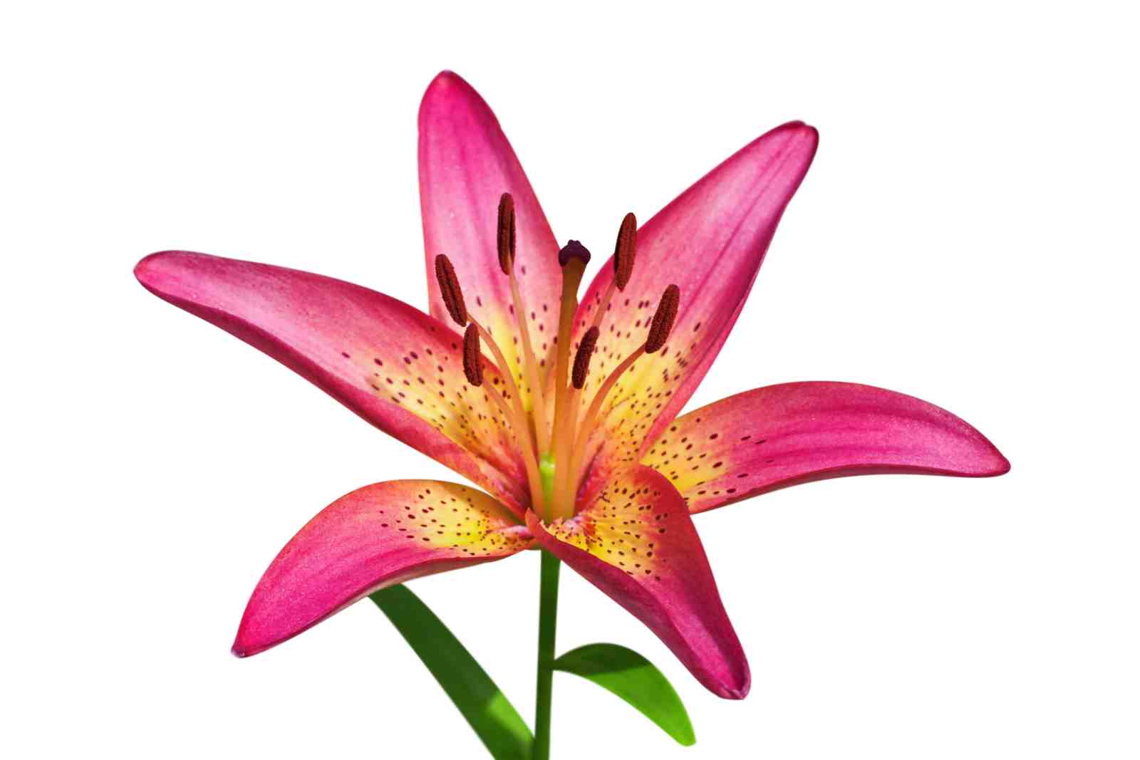 Vibrant Pink Lily Bloom Wall Art