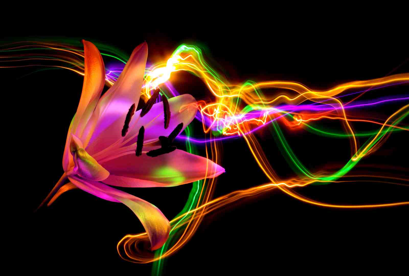 Electric Lily Light Painting Wall Art