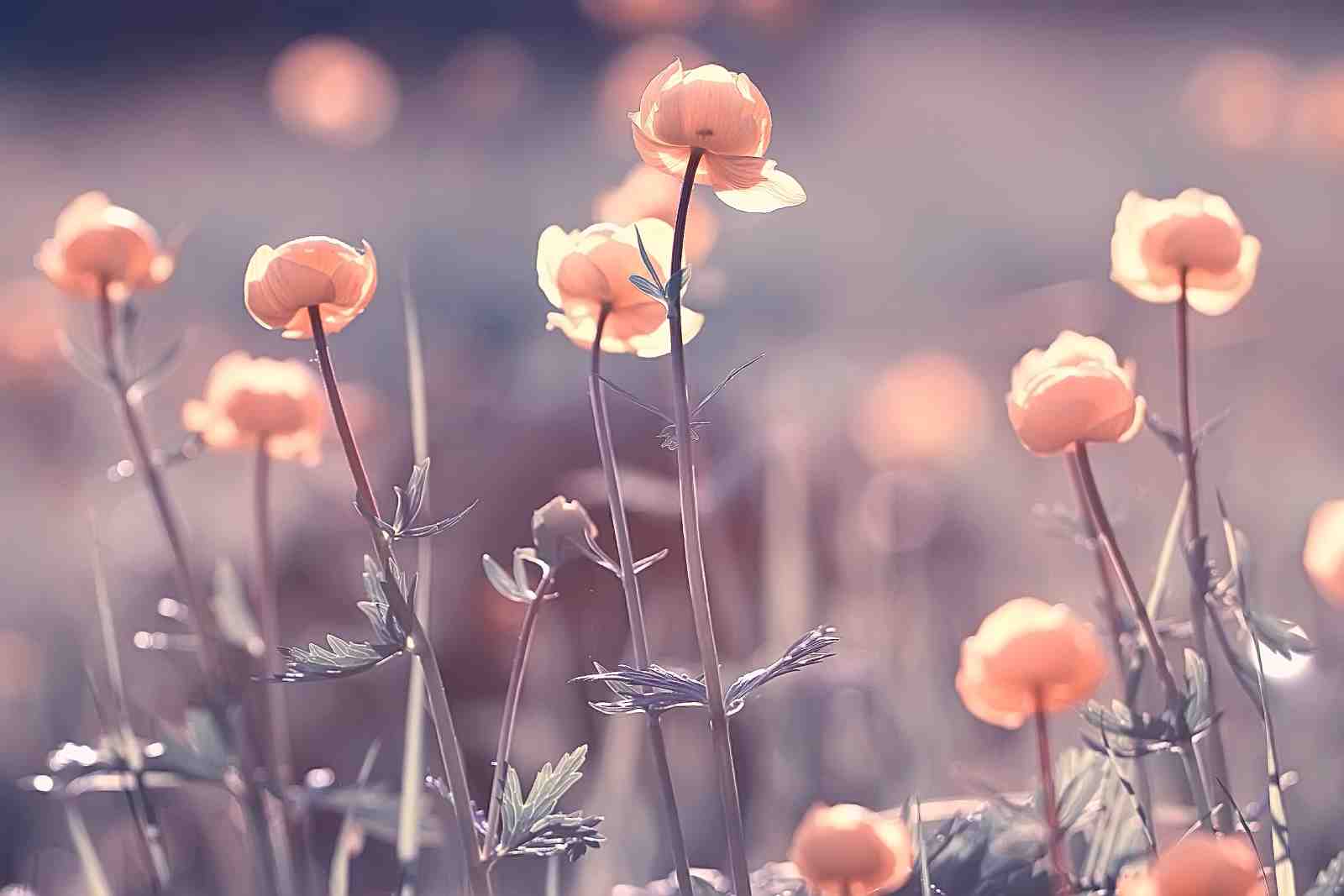Soft Peach Floral Meadow Wall Art
