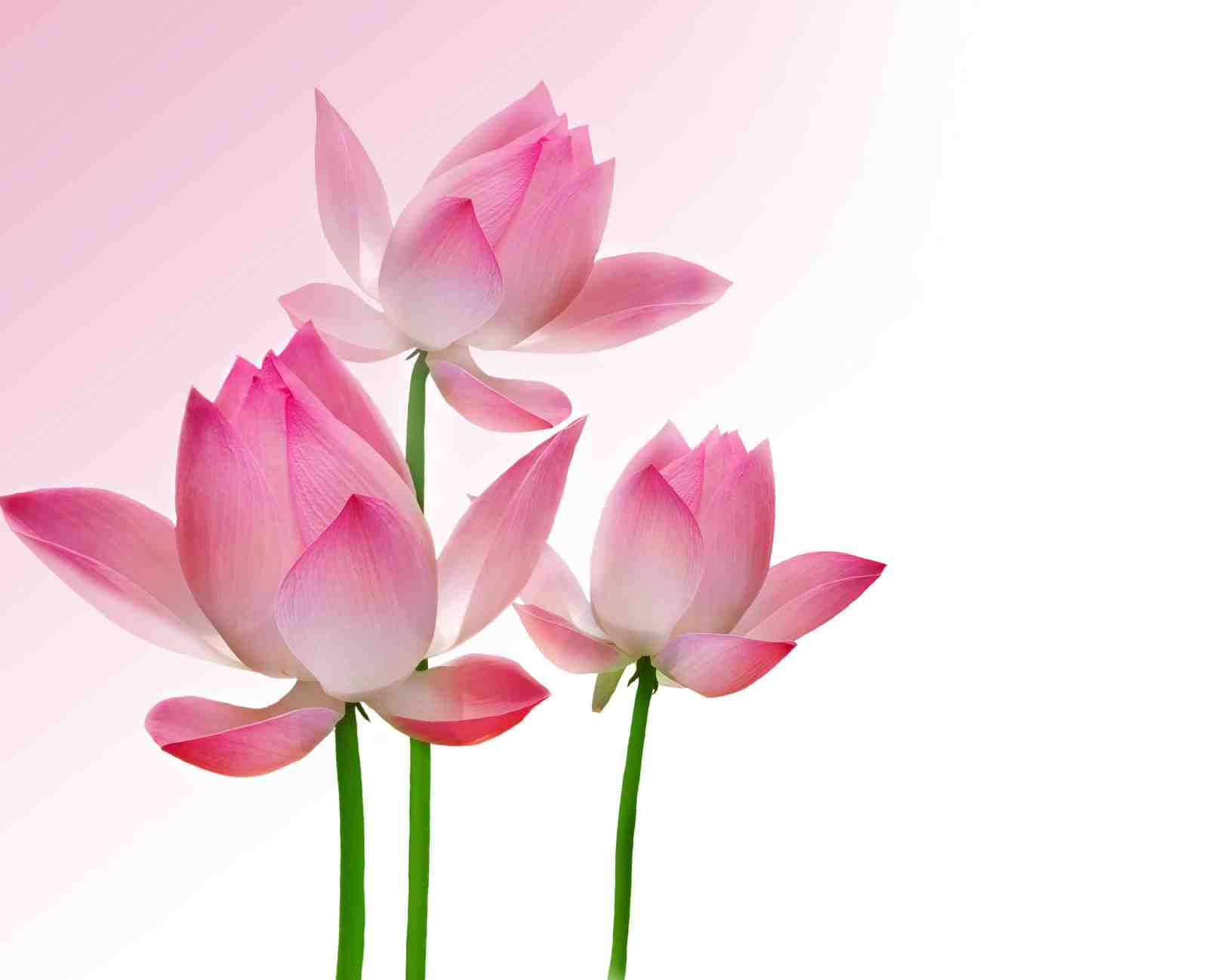 Serene Pink Lotus Trio Wall Art