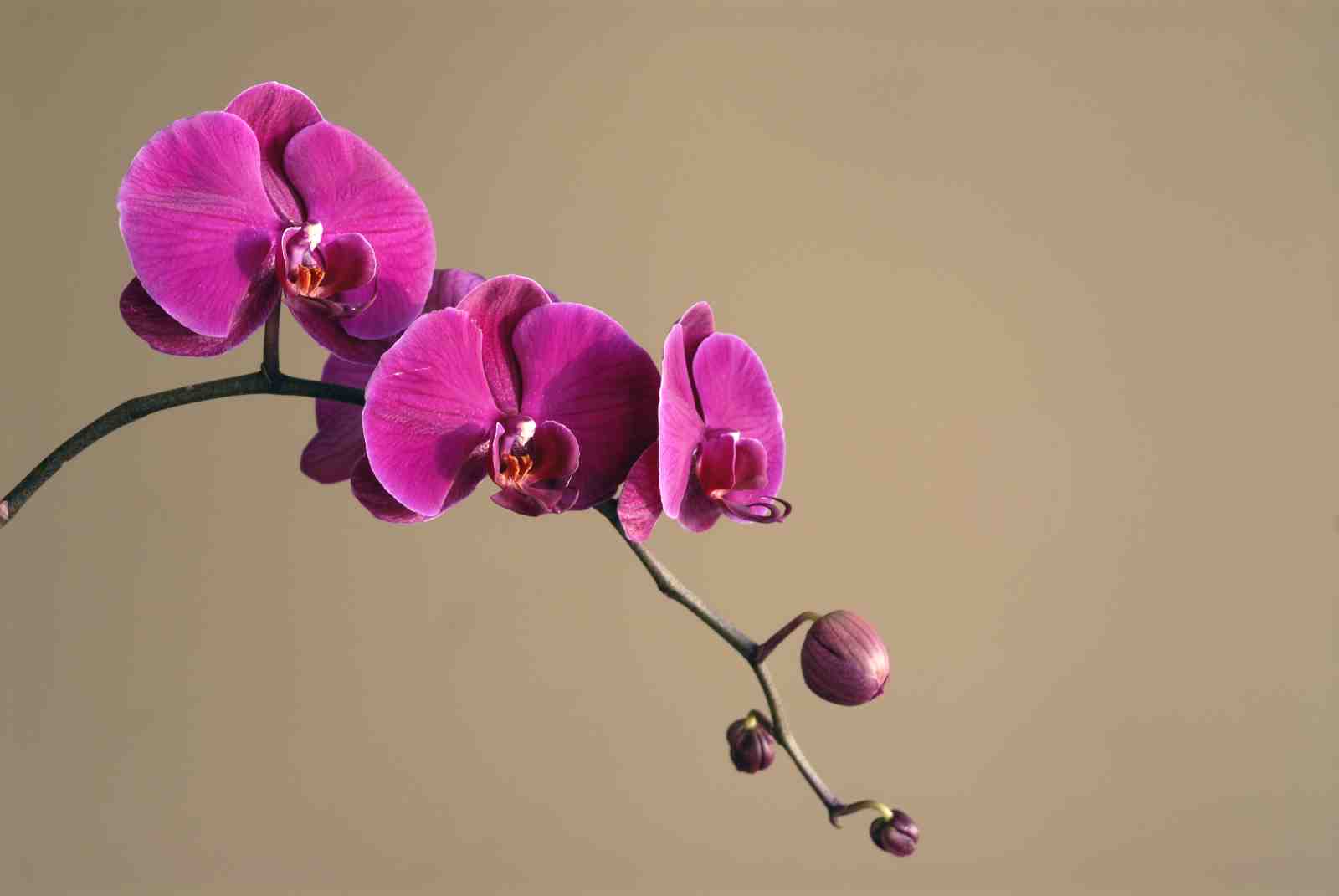 Vibrant Pink Orchid Blossom Wall Art