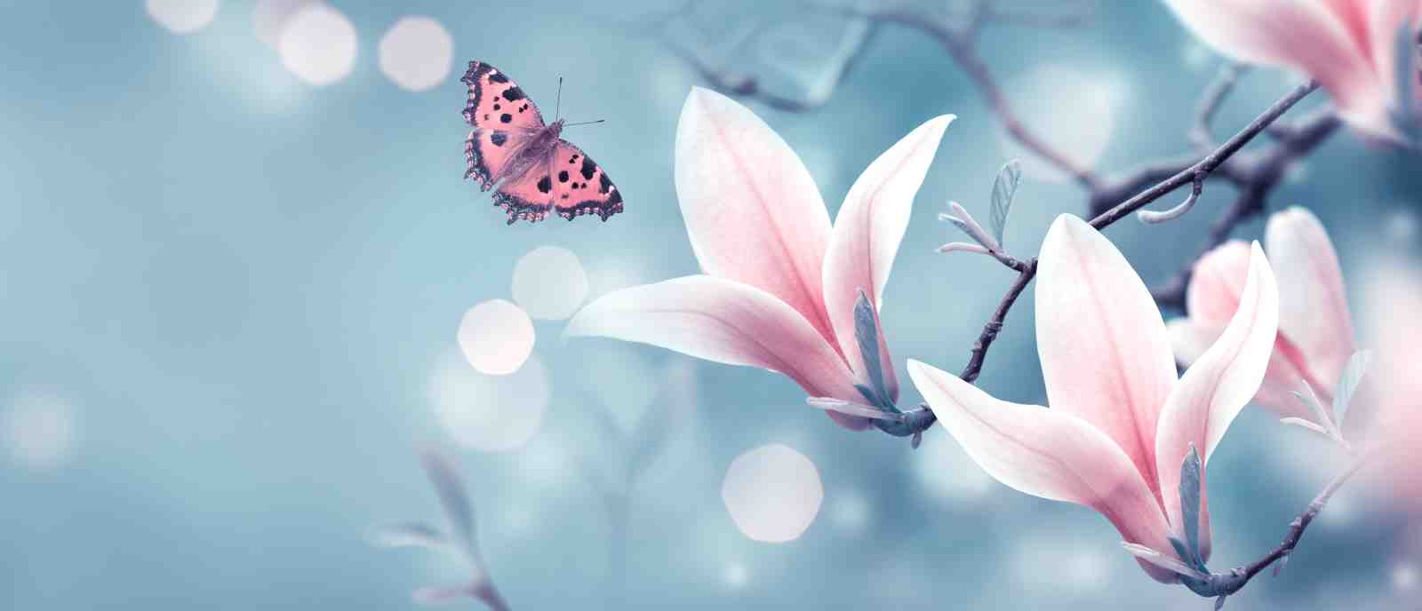 Serene Butterfly & Magnolia Wall Art