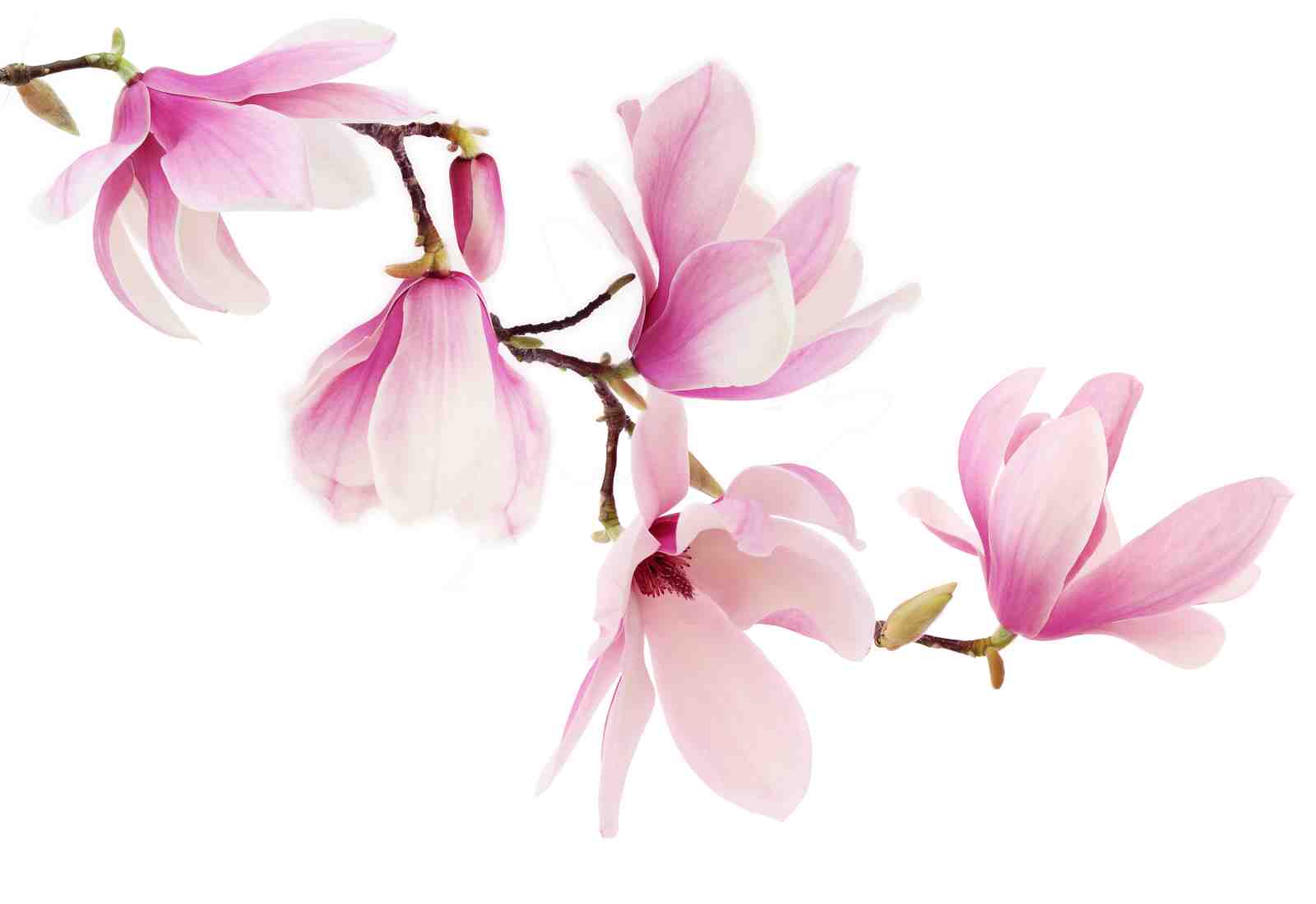 Elegant Pink Magnolia Blossom Wall Art