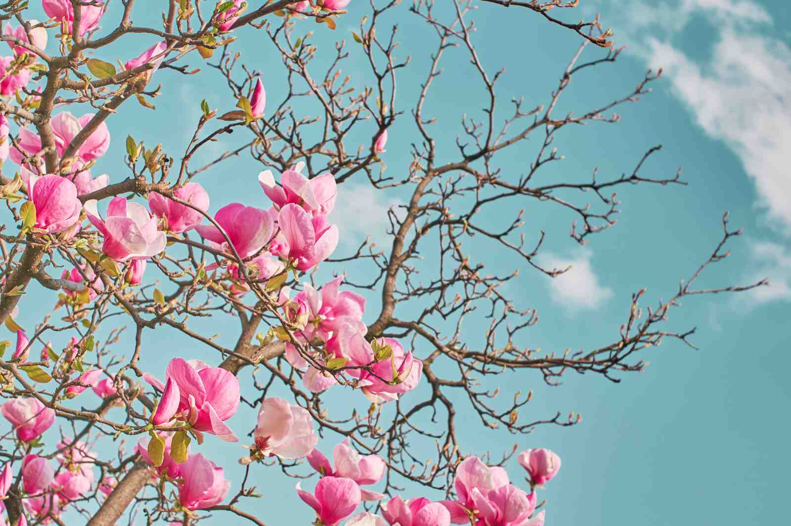 Vibrant Pink Magnolia Blossom Wall Art