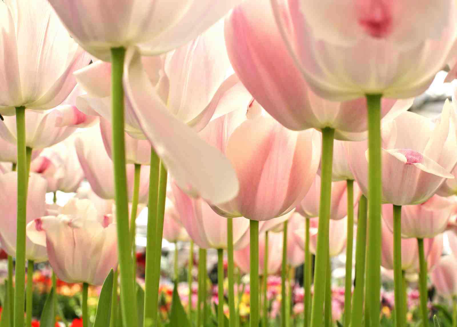 Soft Pink Tulips Close-Up Wall Art