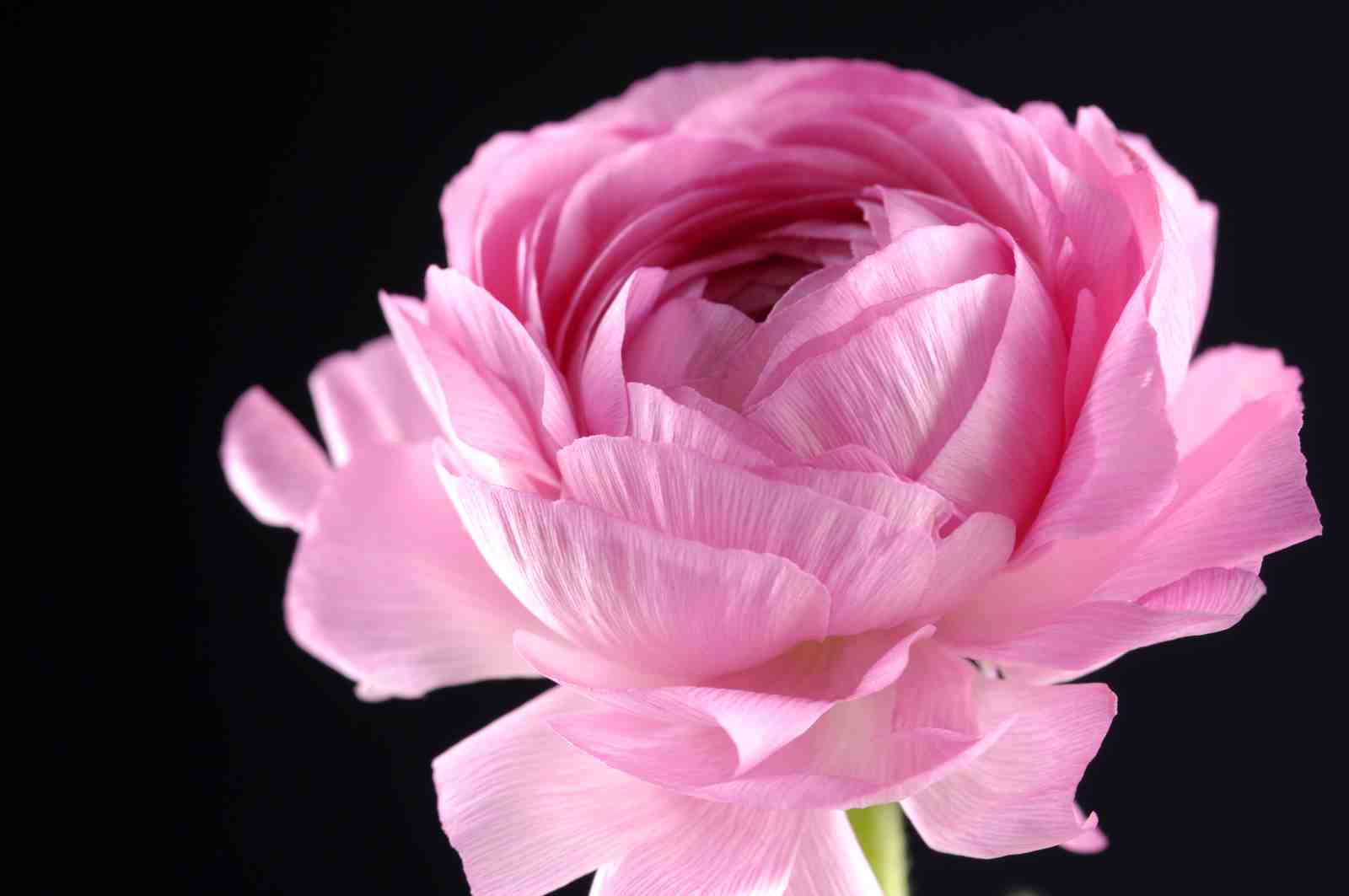 Soft Pink Ranunculus Close-Up Wall Art