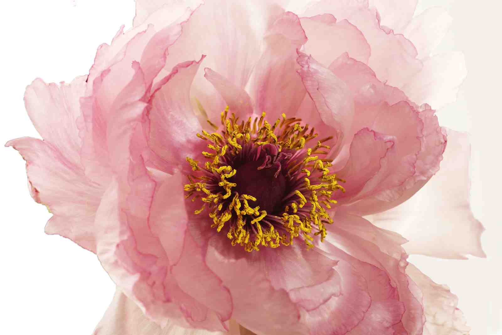 Soft Pink Peony Floral Wall Art Wall Art