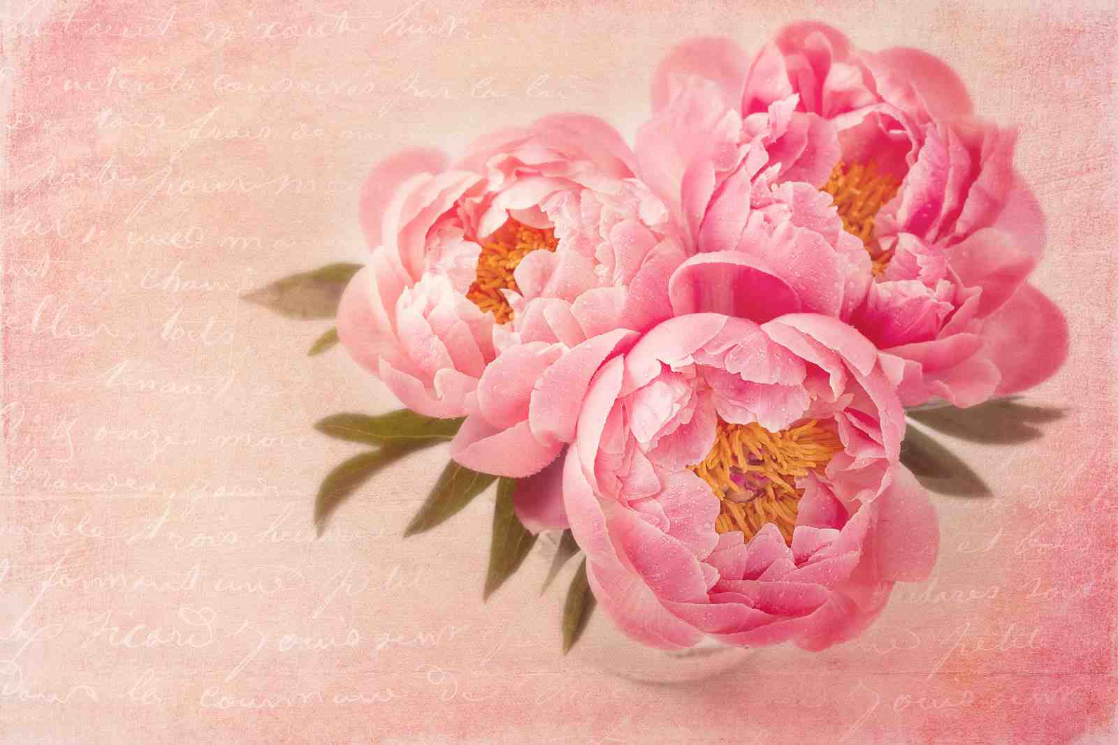 Pink Peony Floral French Script Wall Art