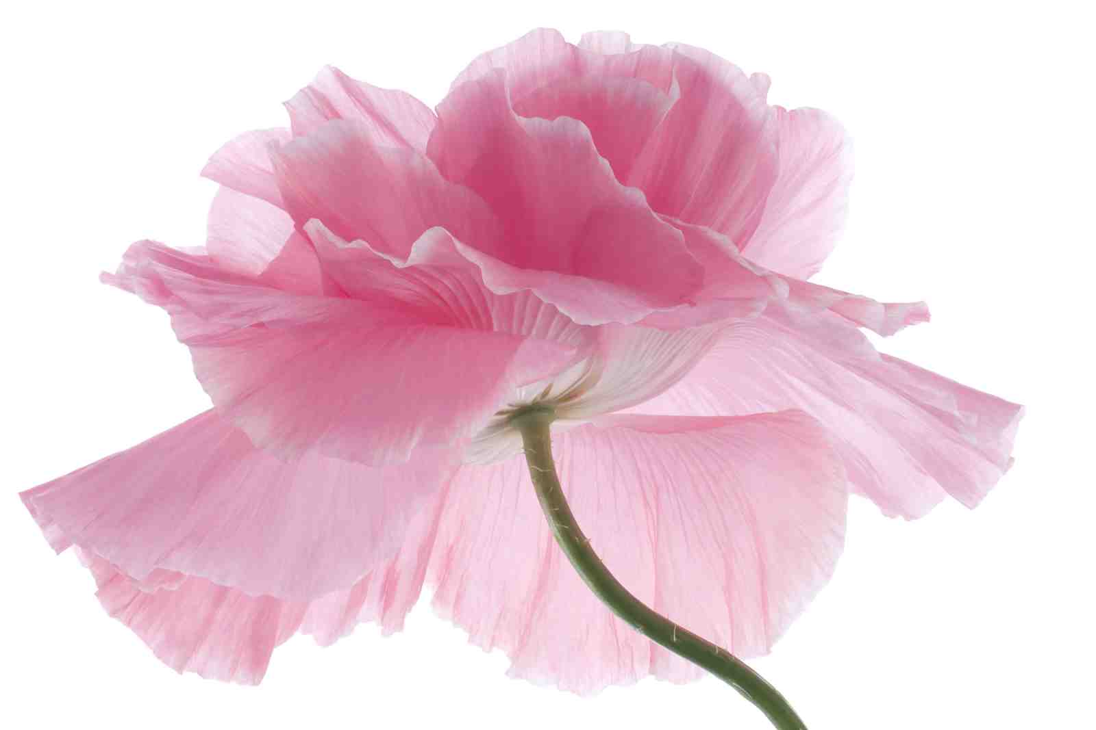 Soft Pink Poppy Flower Delicate Petals Wall Art