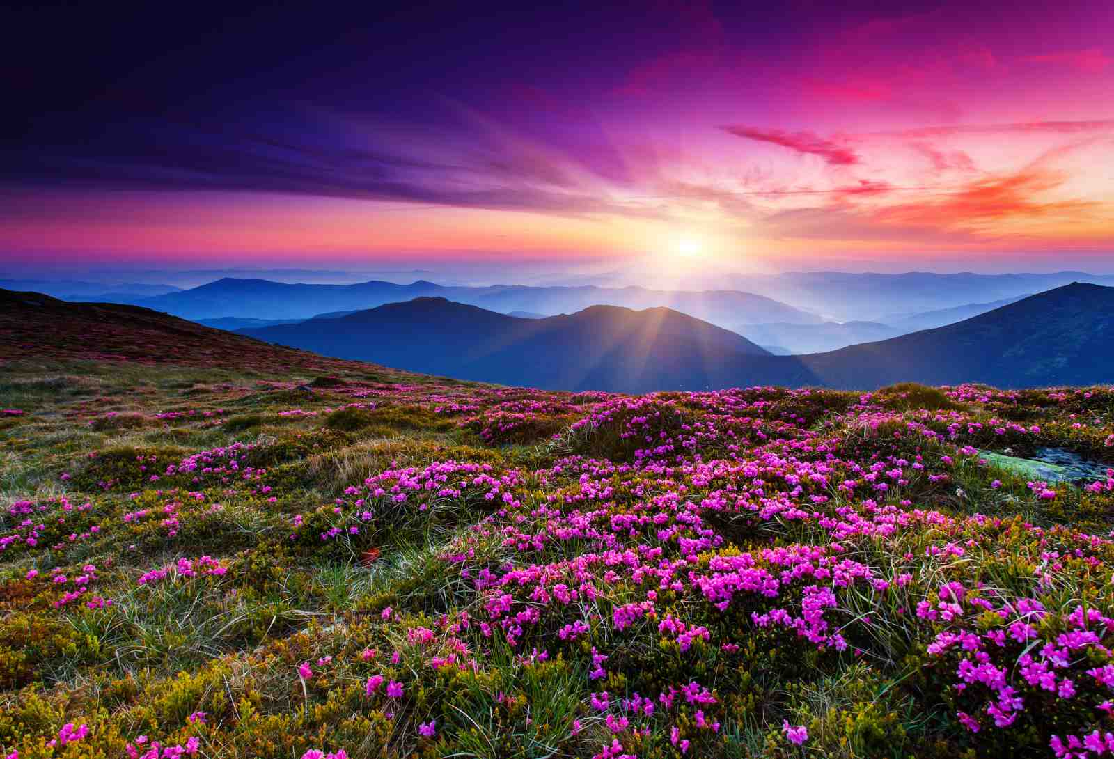 Rhododendron Mountain Sunrise Wall Art