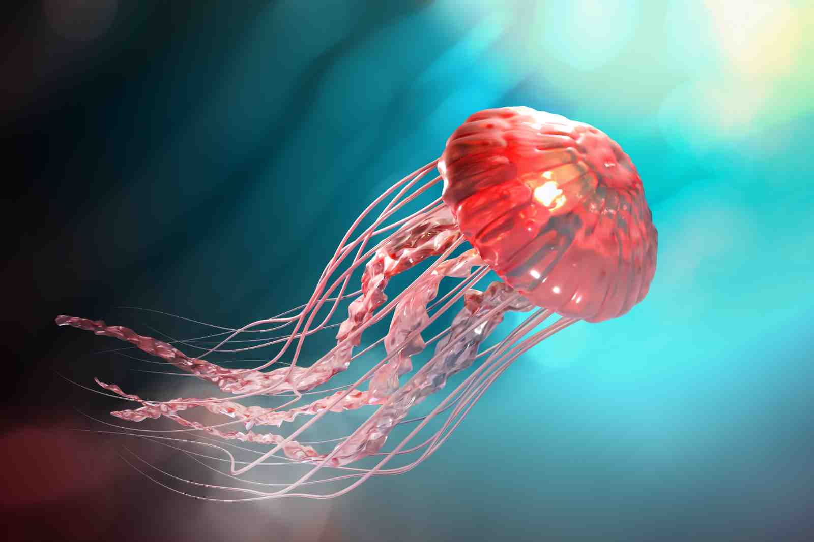 Vibrant Red Jellyfish Ocean Abstract Wall Art