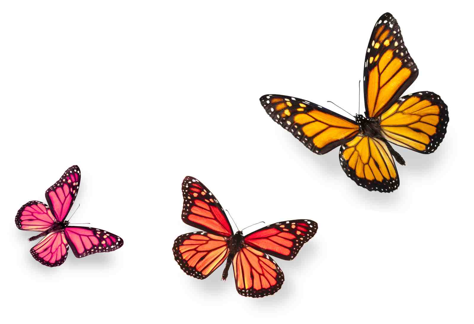 Vibrant Butterfly Trio Wall Art