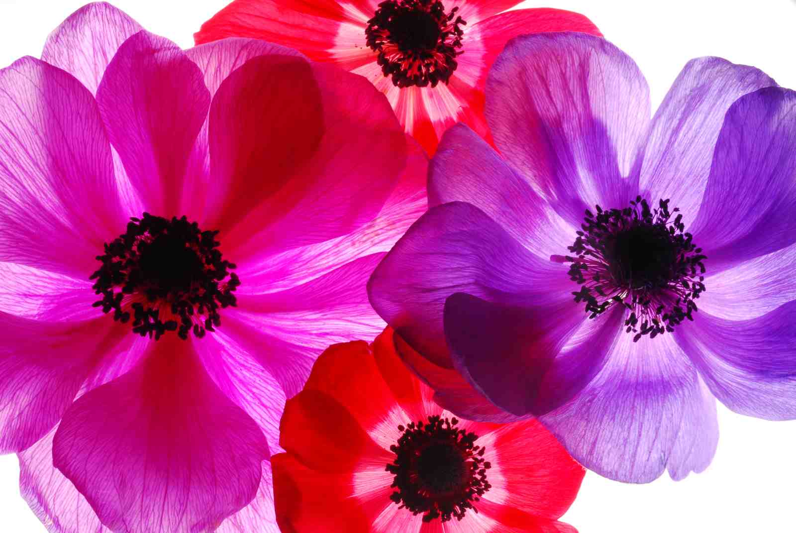 Vibrant Anemone Floral Wall Art - Pop Art Wall Art