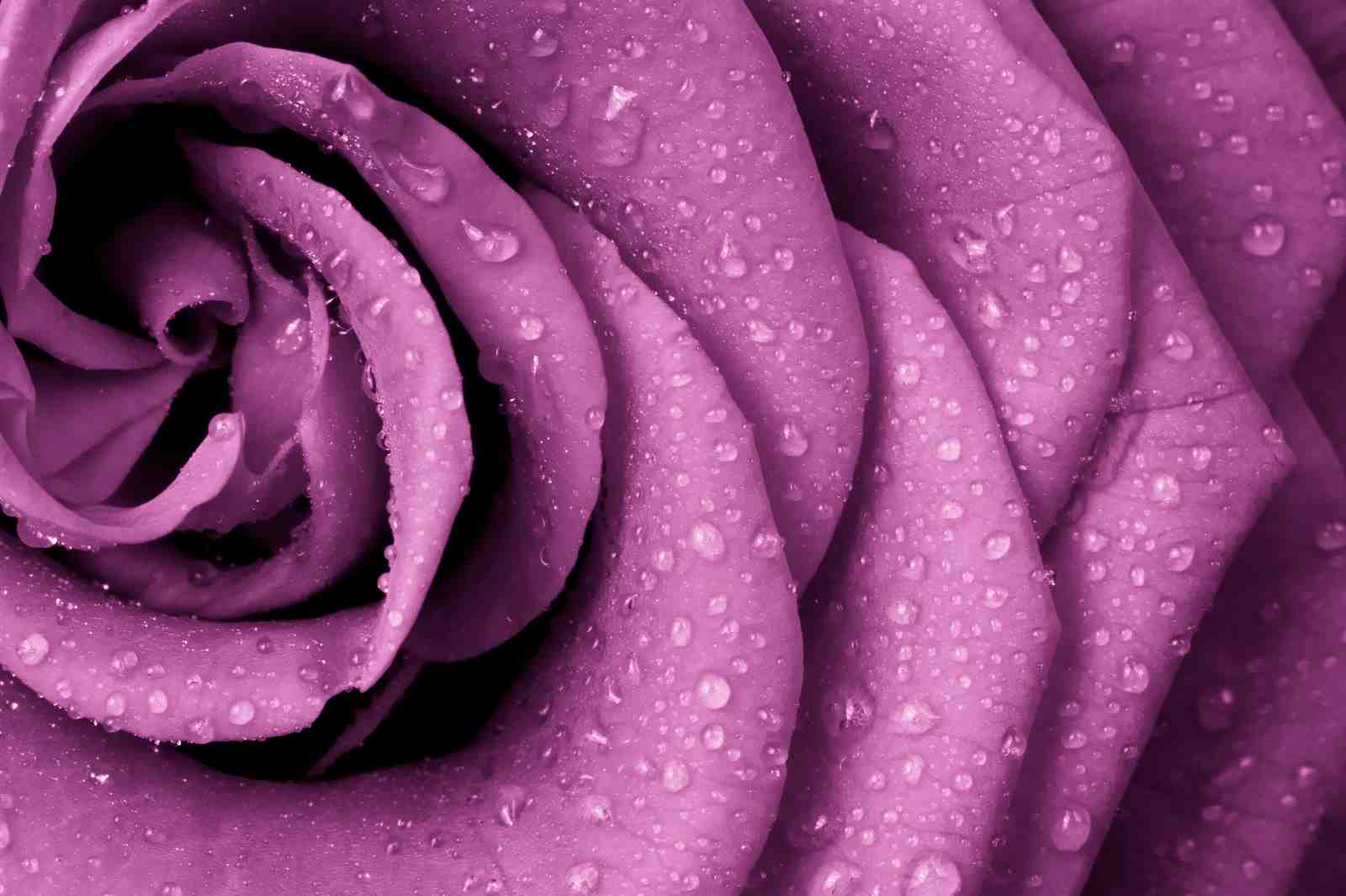 Serene Purple Rose Dewdrop Wall Art
