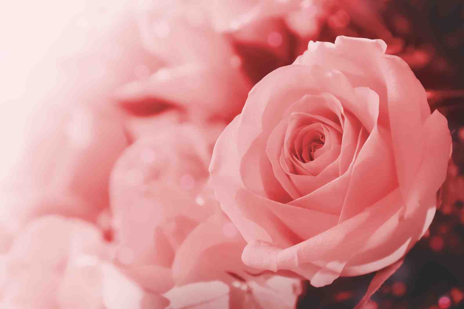 Romantic Pink Rose Blossom Wall Art