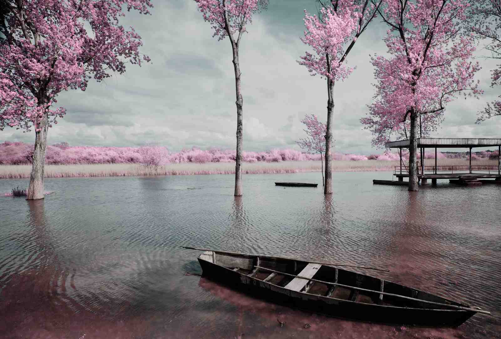 Pink Blossom Riverside Serenity Wall Art