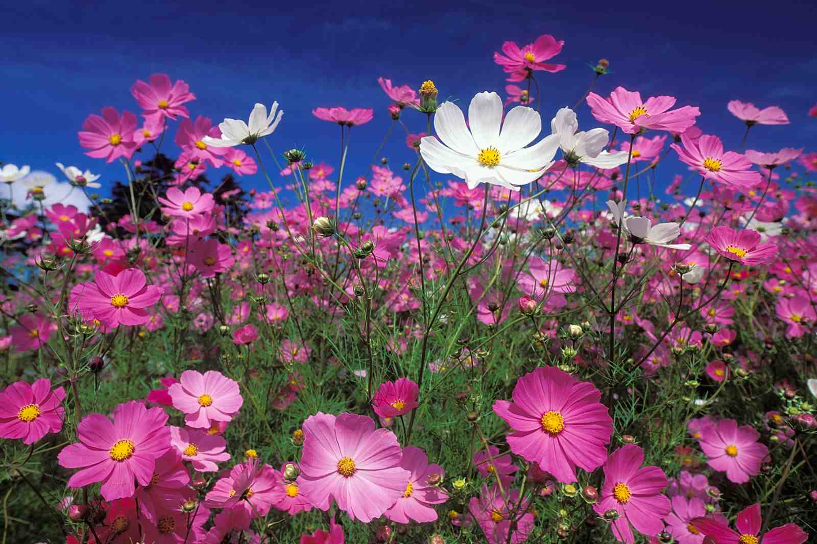 Vibrant Pink Cosmos Field Wall Art