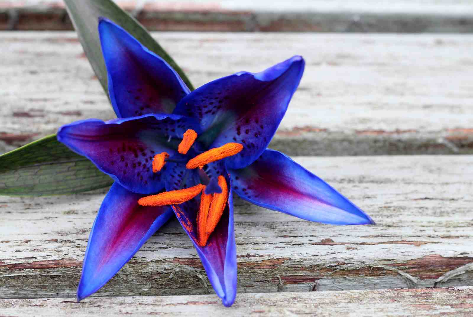 Vibrant Blue Lily Close-up Wall Art