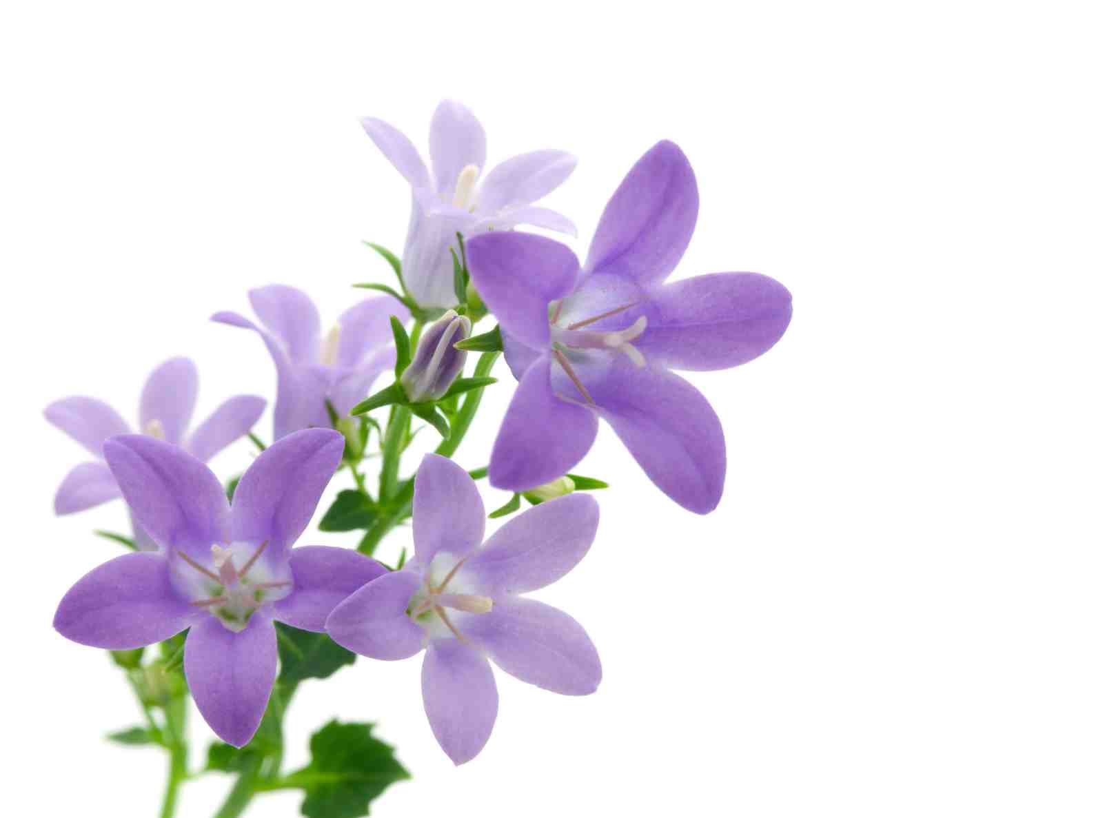 Serene Purple Bellflowers Wall Art Wall Art