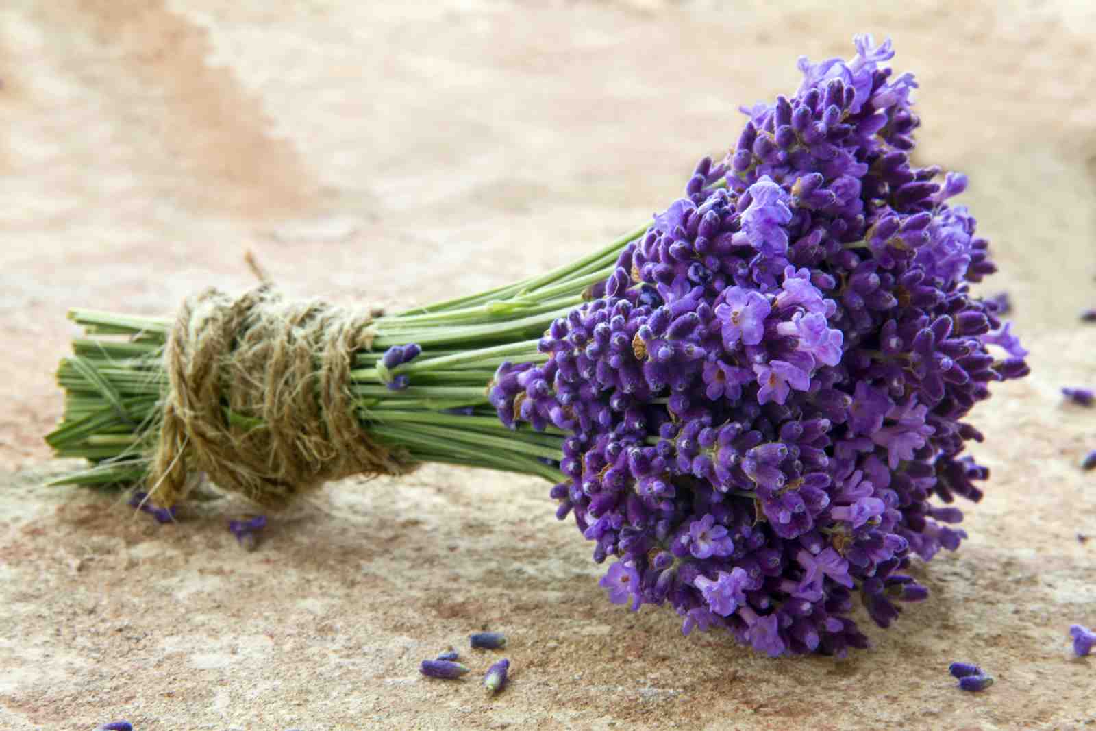 Vibrant Lavender Bouquet Wall Art Wall Art