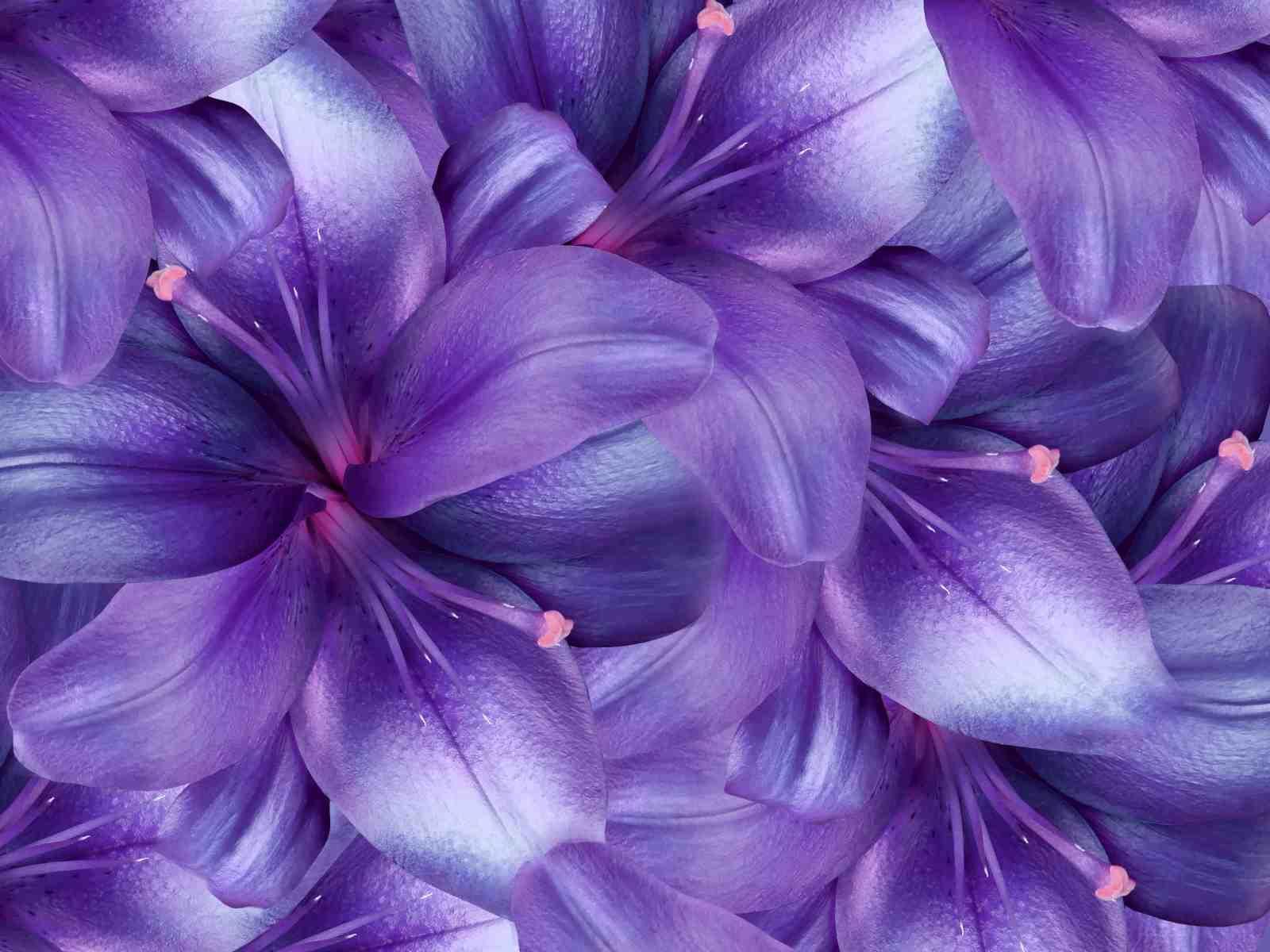 Purple Lily Floral Bloom Wall Art