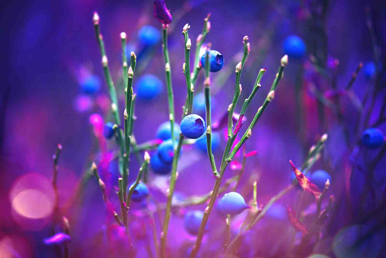 Enchanting Blueberries: Vibrant Nature Wall Art
