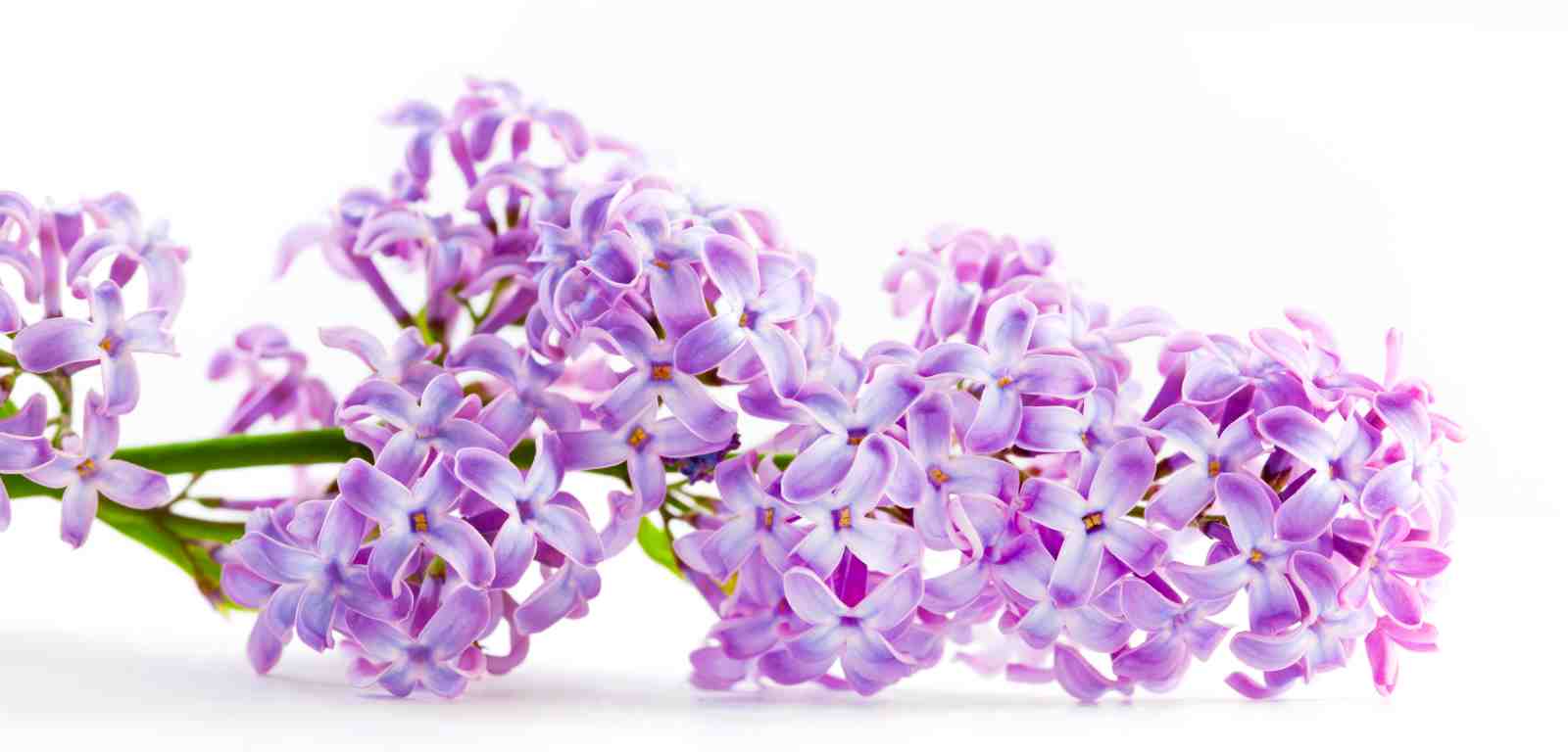 Serene Purple Lilac Blossom Wall Art