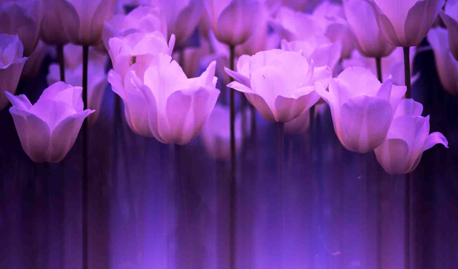 Dreamy Purple Tulips Wall Art Wall Art