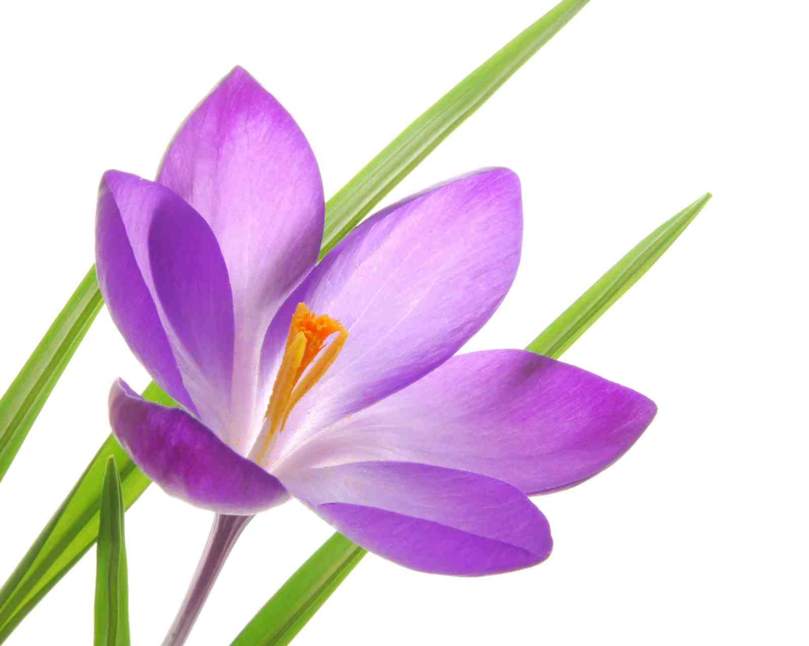 Vibrant Purple Crocus Floral Art Wall Art