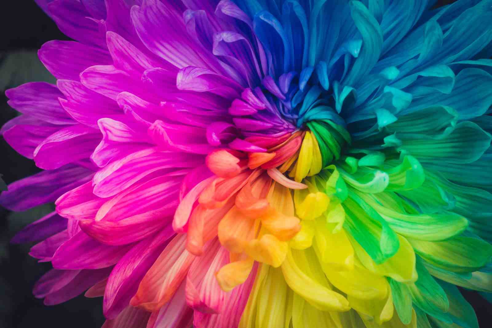 Vibrant Rainbow Flower Wall Art Wall Art