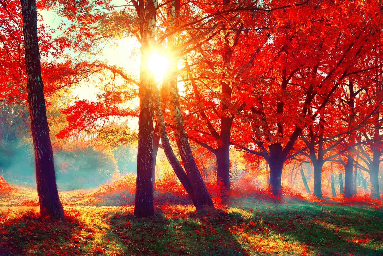 Vibrant Autumn Forest Sunbeam Wall Art