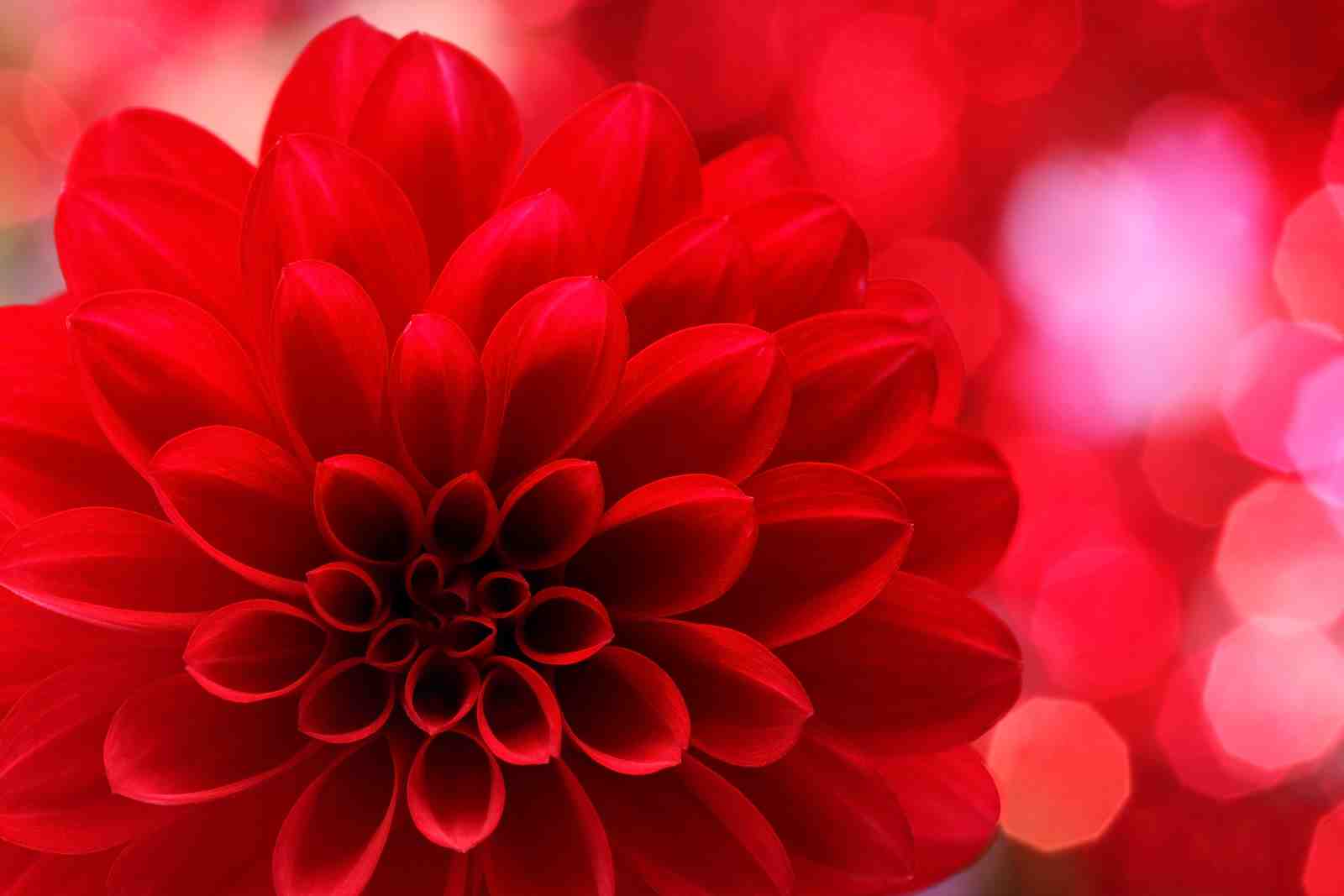 Vibrant Red Dahlia Close-Up Wall Art