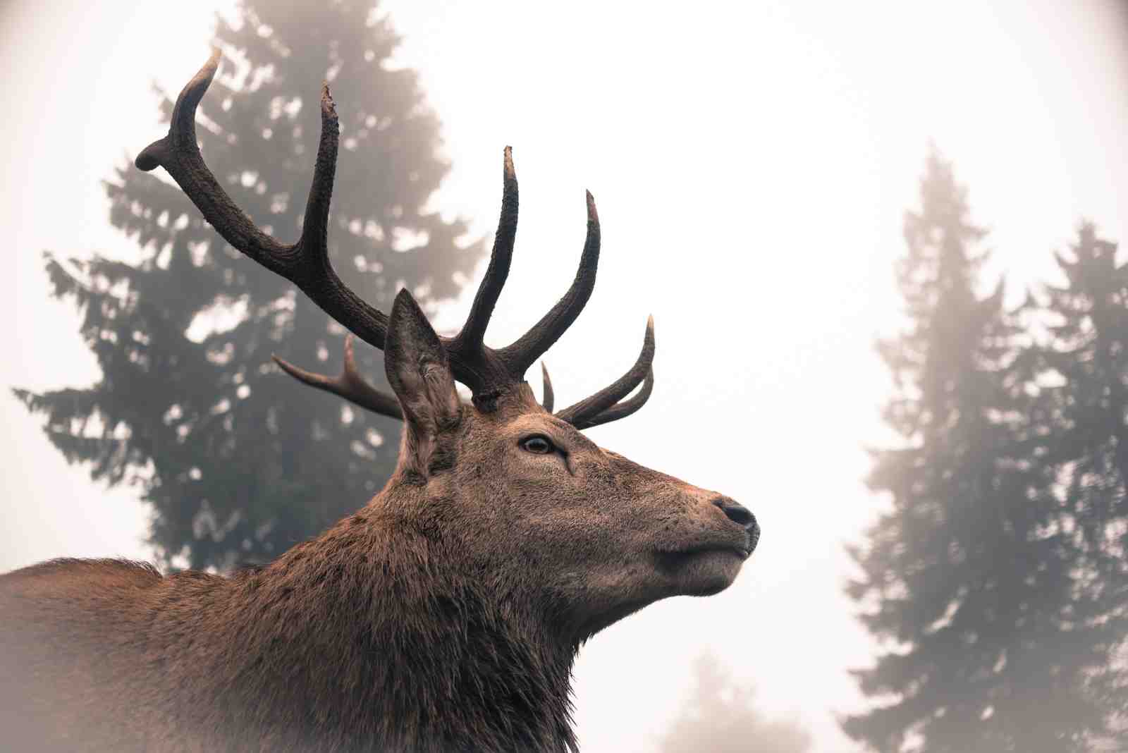 Majestic Stag in Foggy Forest Wall Art