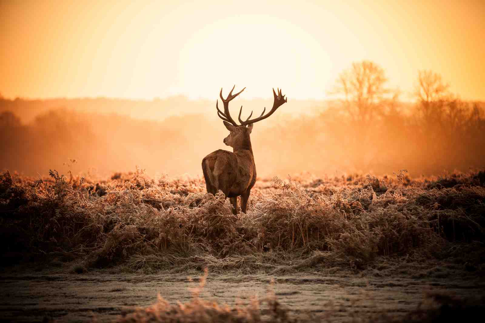 Majestic Stag Sunset Wildlife Wall Art
