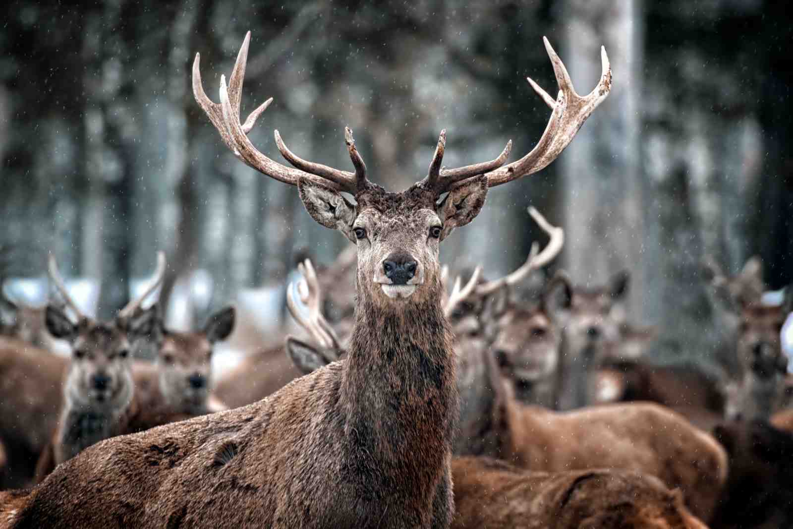 Majestic Stag Winter Forest Wall Art