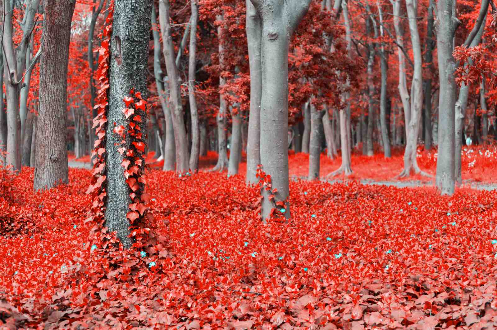 Vibrant Red Forest Path Wall Art