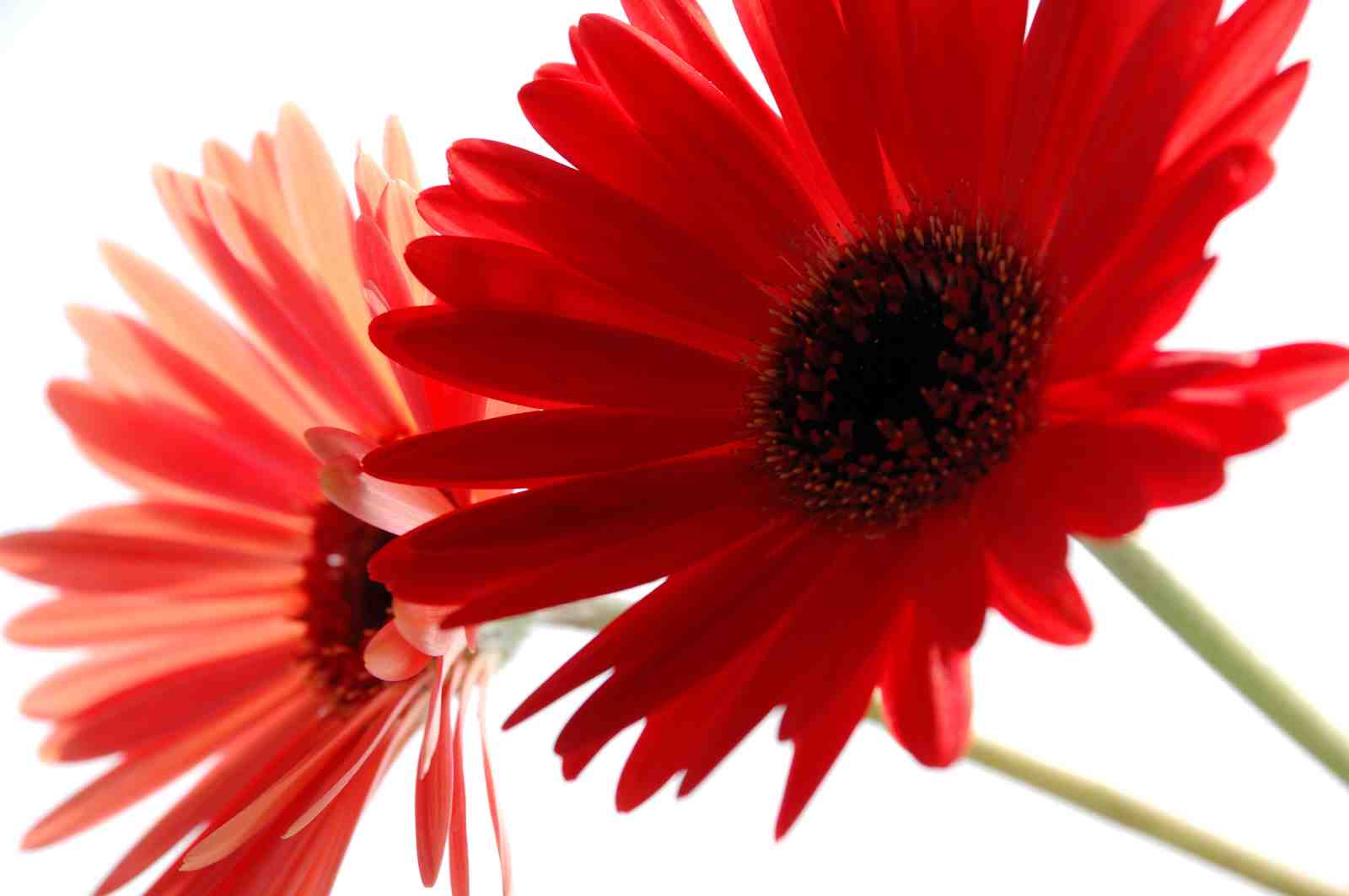 Vibrant Red Gerbera Daisy Close-Up Wall Art
