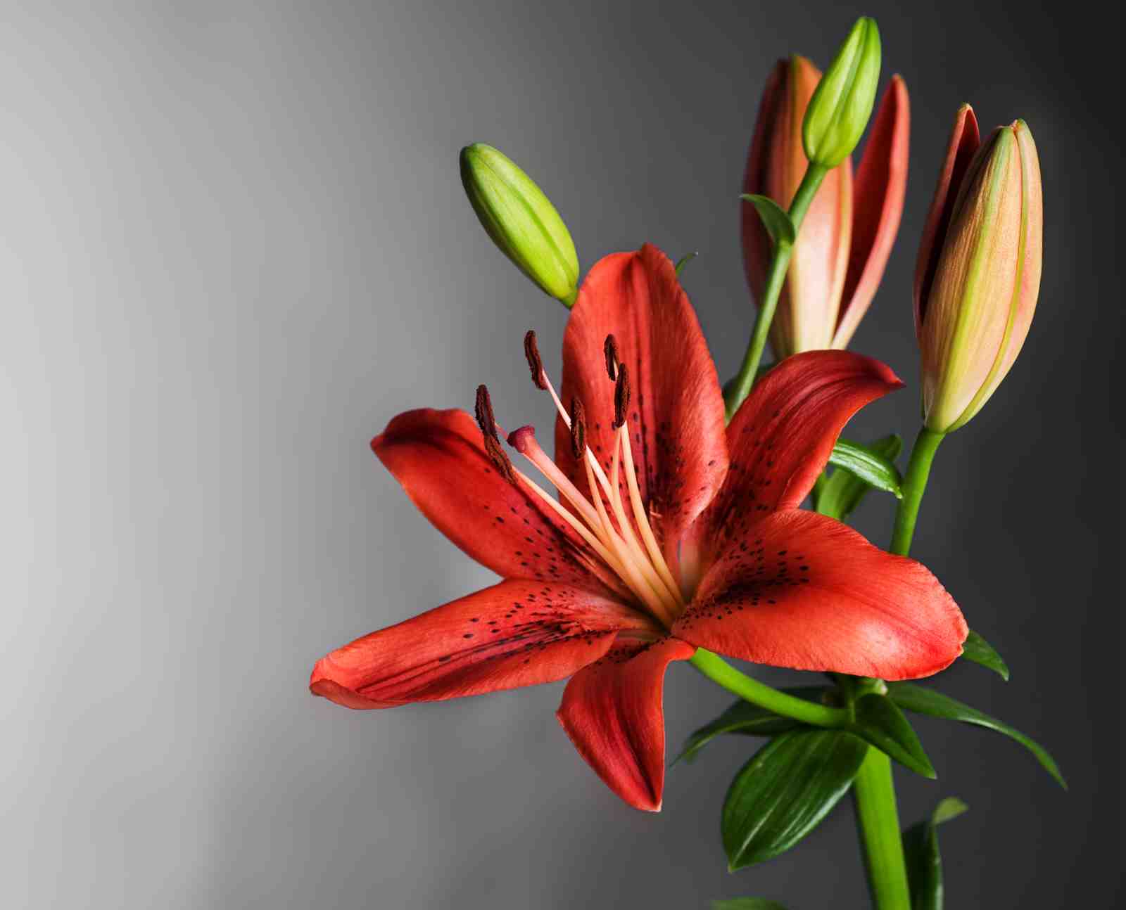Vibrant Red Lily Botanical Art Wall Art