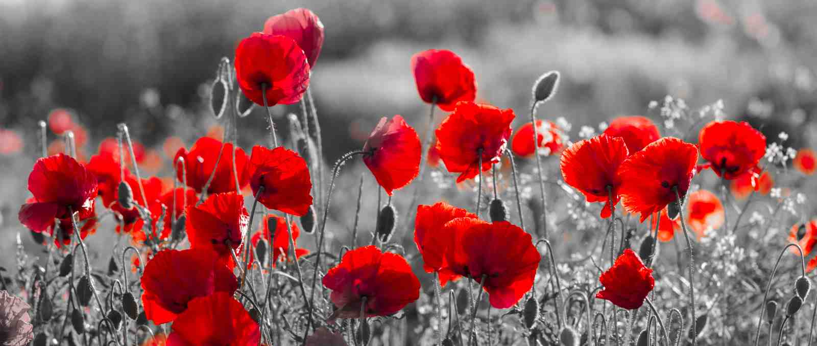 Vibrant Red Poppies Field Wall Art