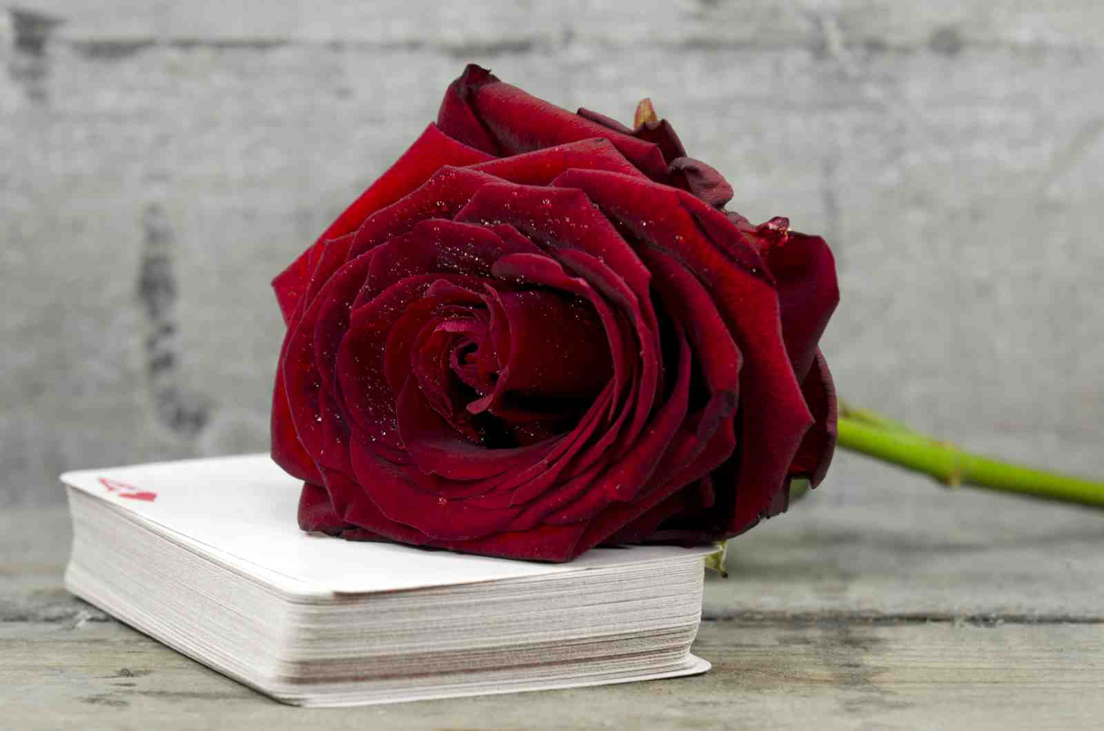 Velvet Rose Romance Wall Art