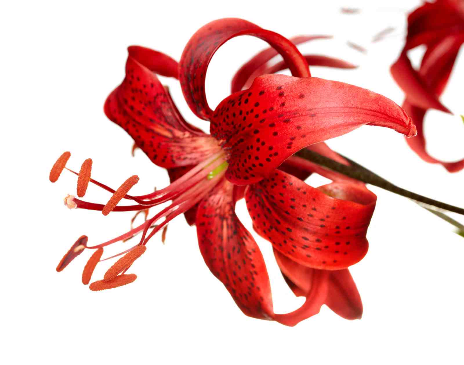 Vibrant Red Lily Close-Up Wall Art