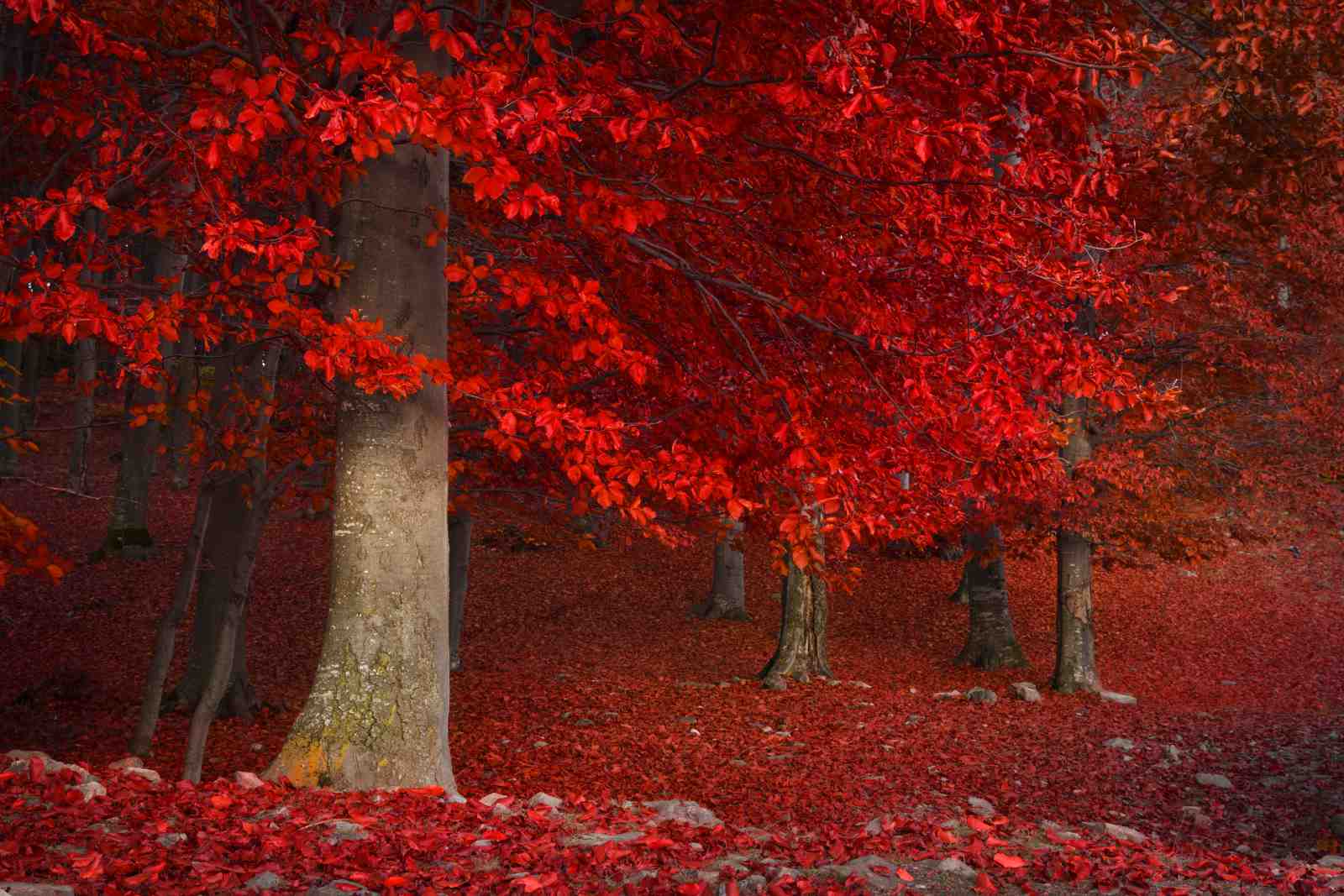 Vibrant Red Forest Autumn Wall Art
