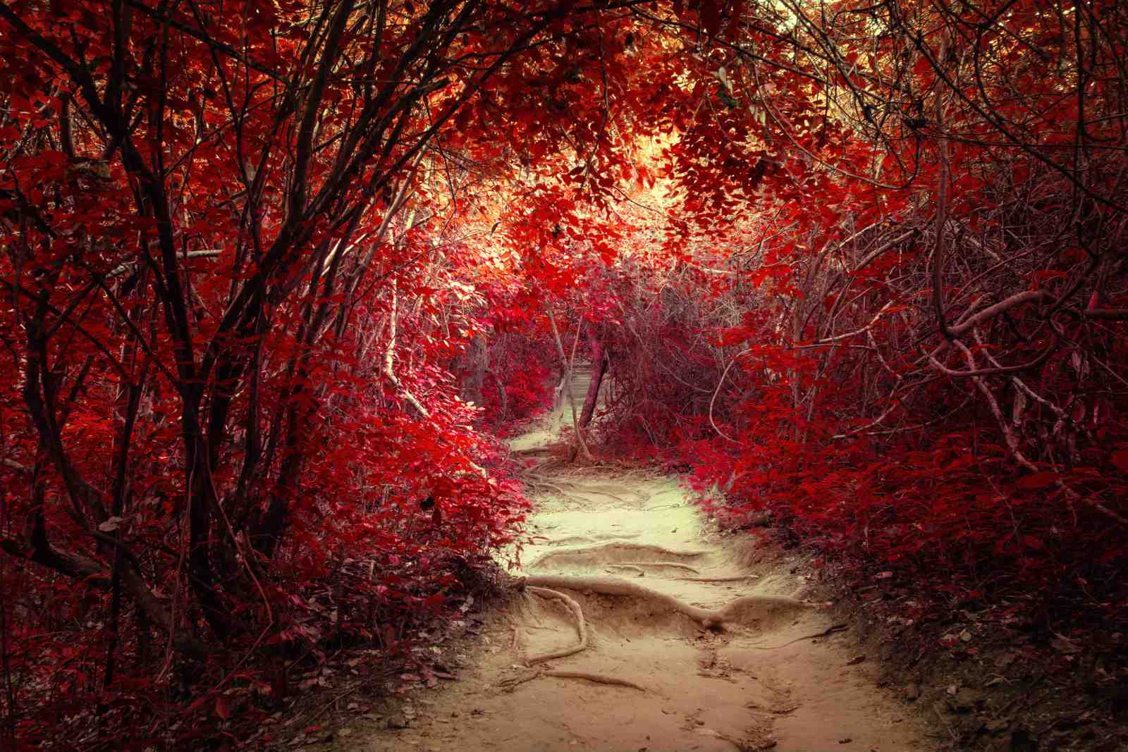 Enchanting Red Forest Path Wall Art
