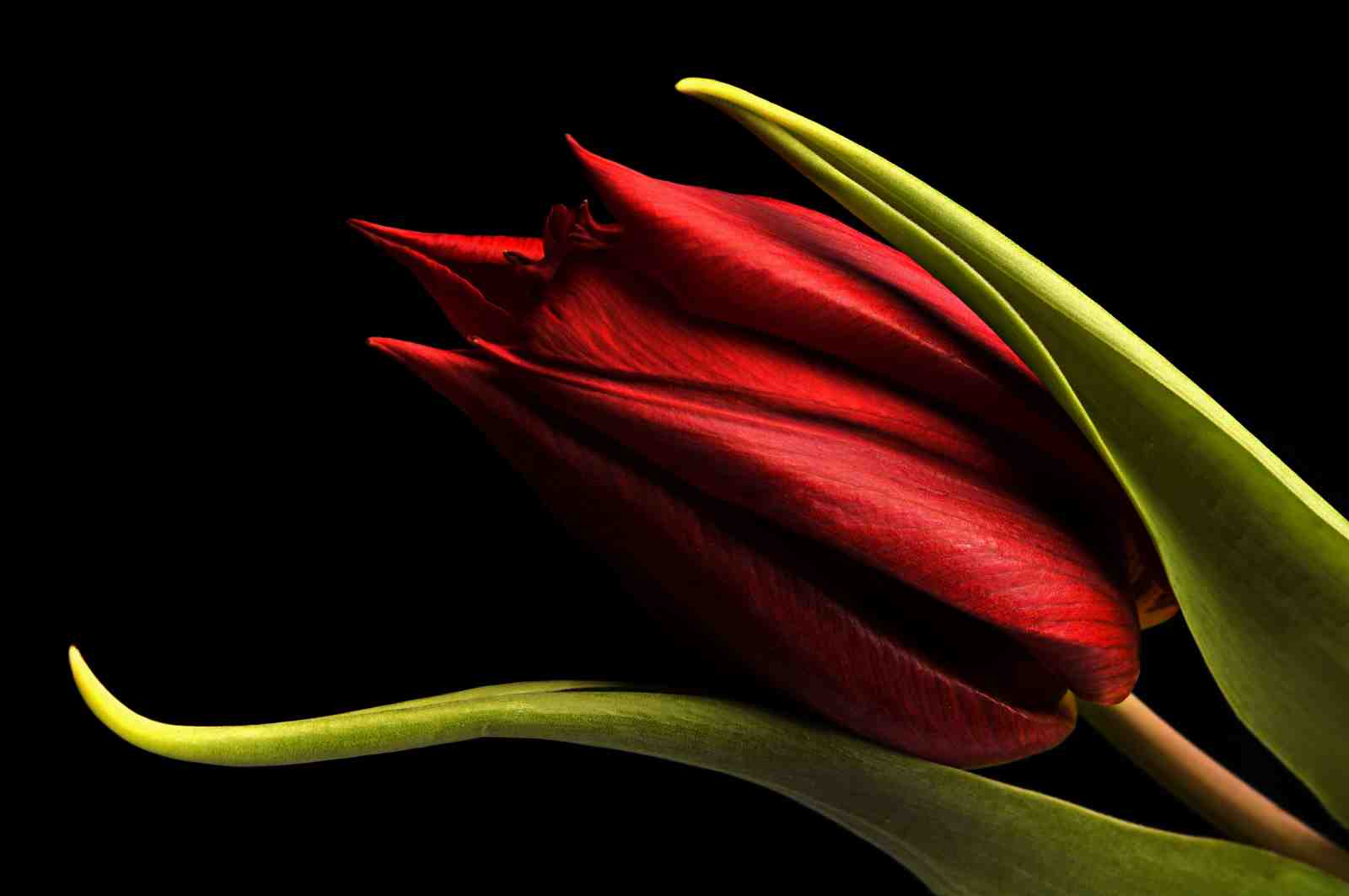 Elegant Red Tulip Bloom Wall Art