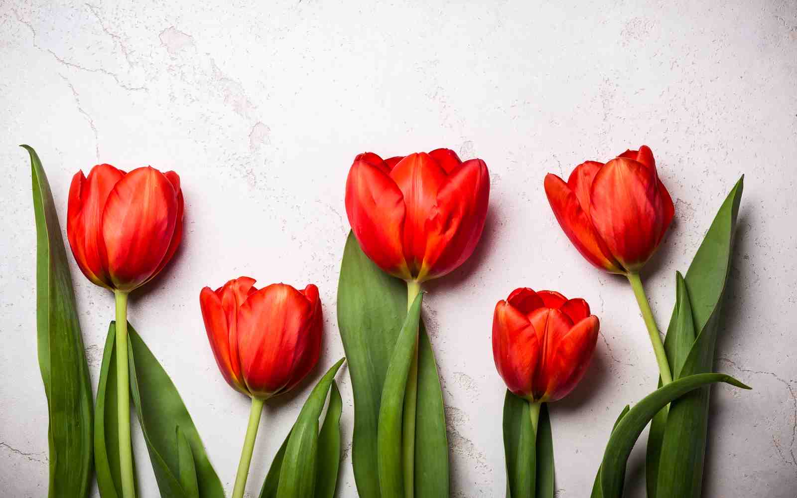 Vibrant Red Tulips Nature Wall Art