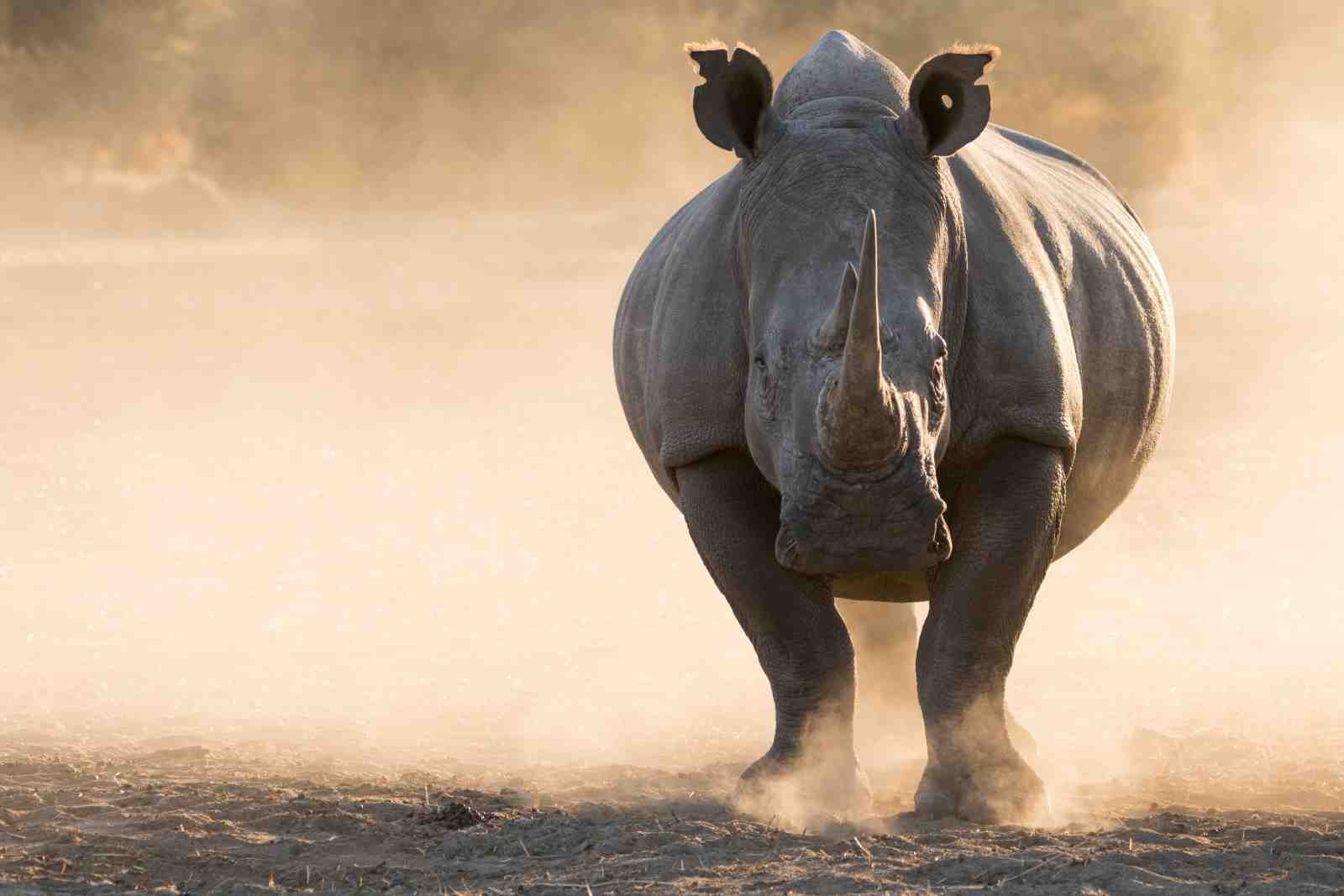 Majestic Rhino Wildlife Wall Art