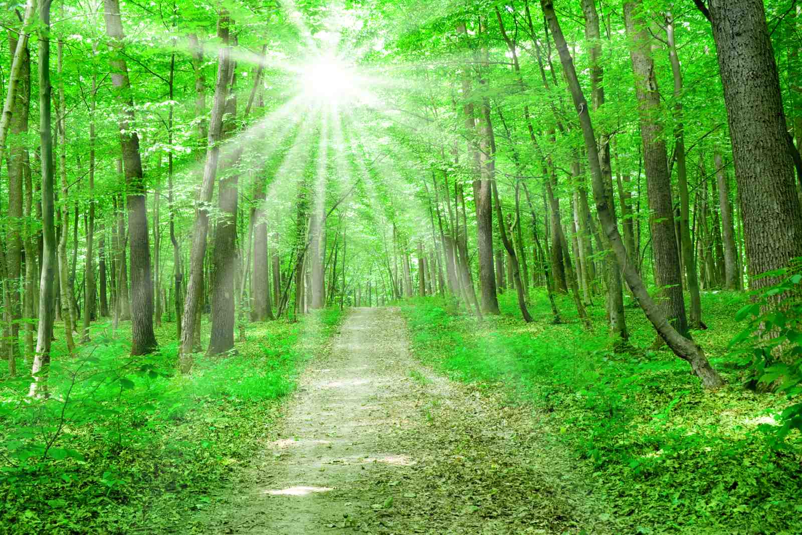 Enchanting Forest Path Sun Rays Wall Art