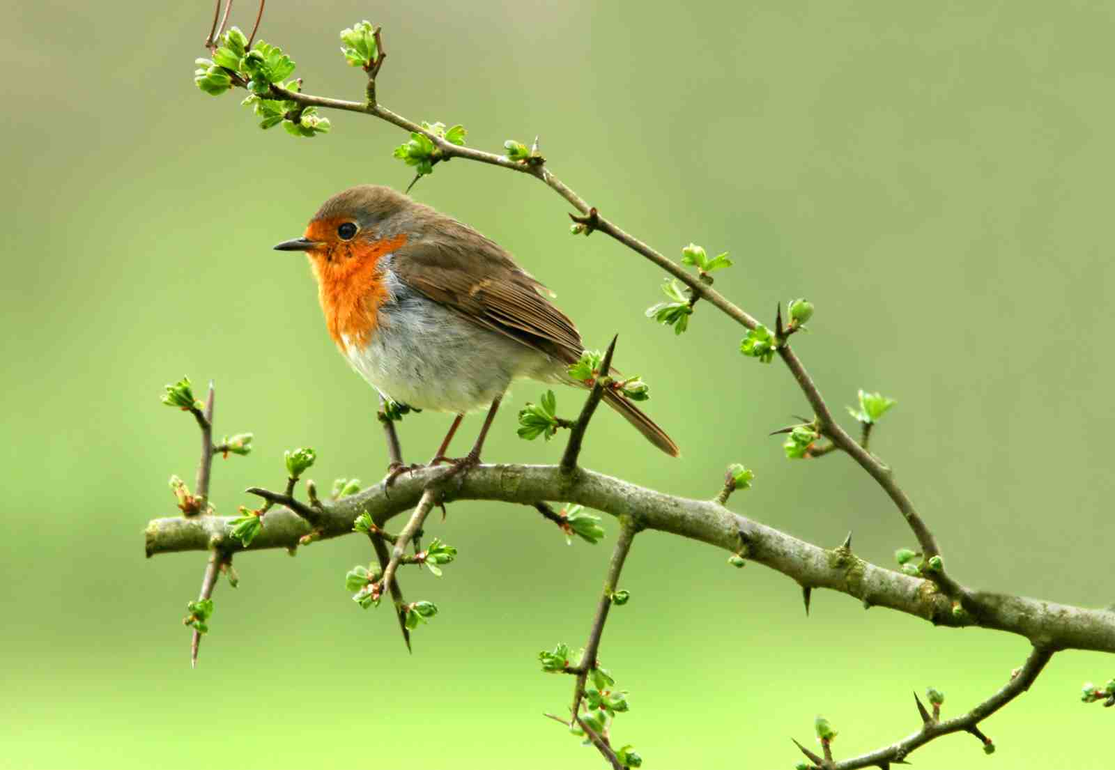 Robin on Branch Nature Art Wall Art