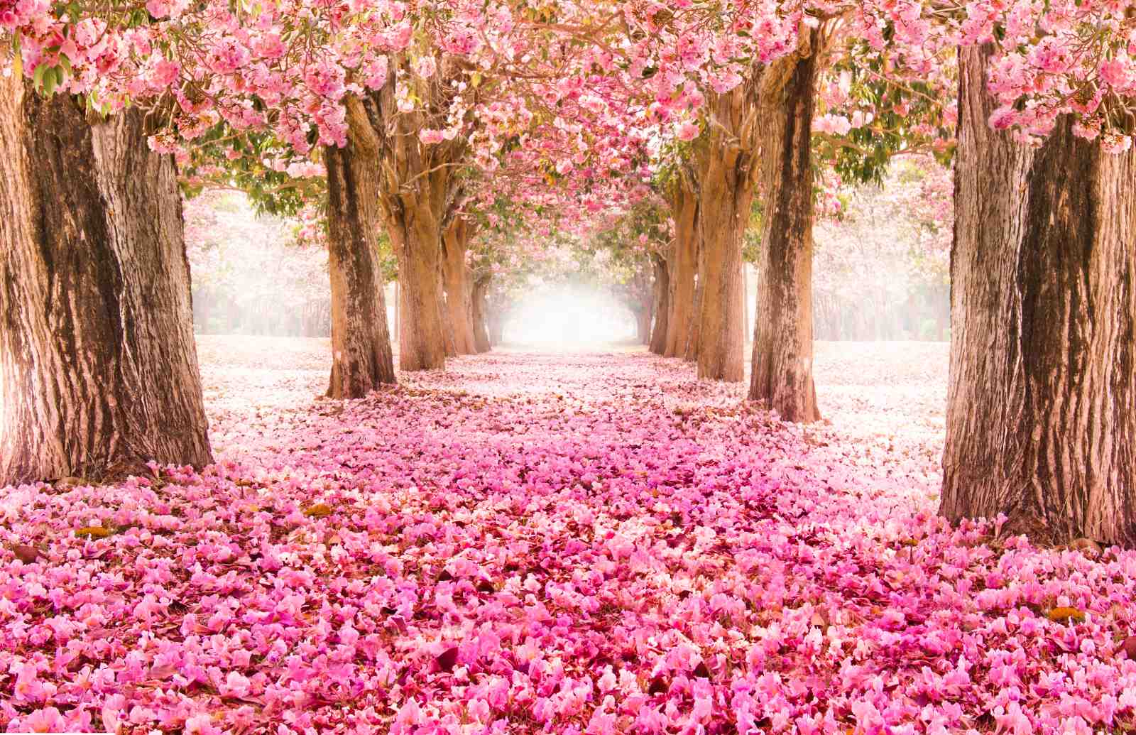 Blossoming Path Pink Floral Trees Wall Art